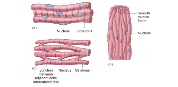 Top Muscle Tissue Flashcards - ProProfs